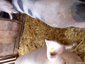 Porc gras de vanzare  - imagine 5 Porc gras de vanzare  - imagine 5