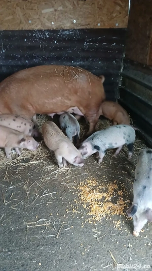 vand purcei - imagine 2 vand purcei - imagine 2