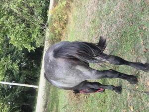 Carlan de un an jumatate