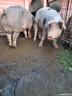 Porci pentru sacrificiu - imagine 3 Porci pentru sacrificiu - imagine 3