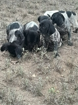 Diponibili catei brac german cu par scurt.