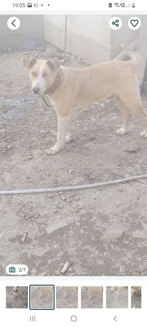 Vand catel  - imagine 2 Vand catel  - imagine 2