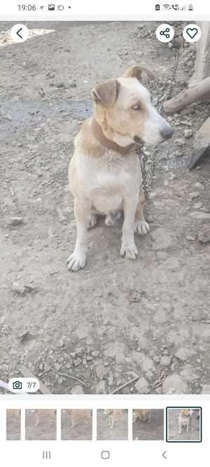 Vand catel  - imagine 5 Vand catel  - imagine 5