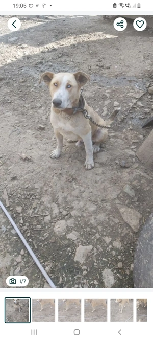 Vand catel  - imagine 4 Vand catel  - imagine 4