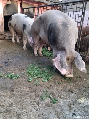 Porci pentru sacrificiu - imagine 4 Porci pentru sacrificiu - imagine 4