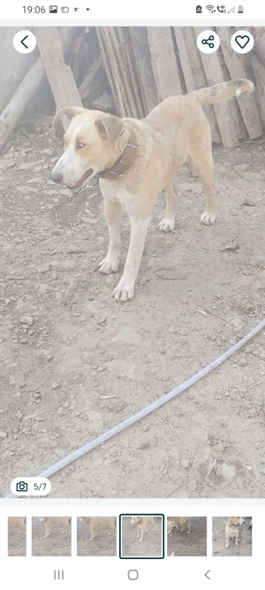 Vand catel  - imagine 3 Vand catel  - imagine 3