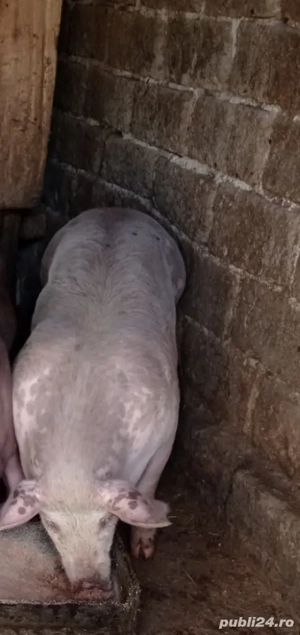 De vânzare 2 vieri și două scrofițe pietran - imagine 4 De vânzare 2 vieri și două scrofițe pietran - imagine 4