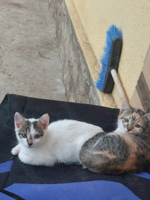 Donez pui de pisica - imagine 3 Donez pui de pisica - imagine 3