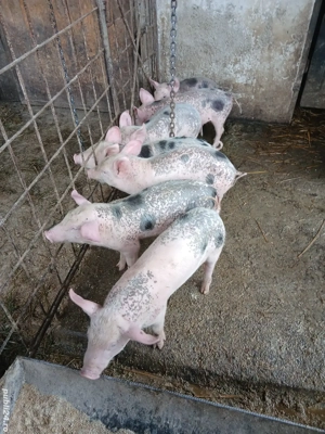 Purceii de vanzare  - imagine 4