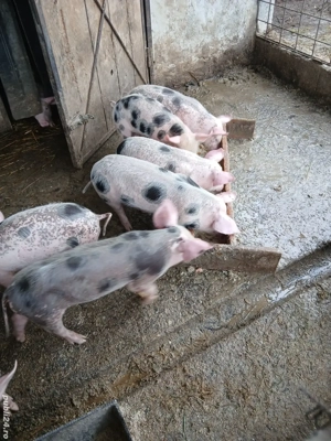 Purceii de vanzare  - imagine 3