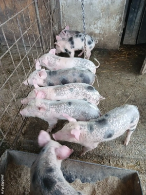 Purceii de vanzare  - imagine 2