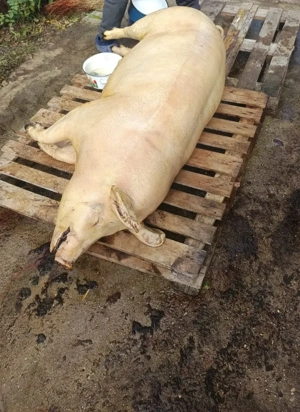 De vânzare porci și purcei 