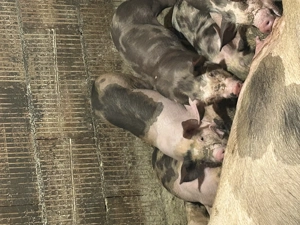 Vând purcei de carne deparazitați și castrați 