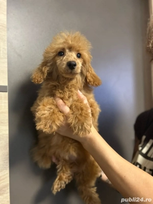 vand fata pudel toy - imagine 2