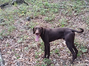 Mascul brac german - imagine 2 Mascul brac german - imagine 2