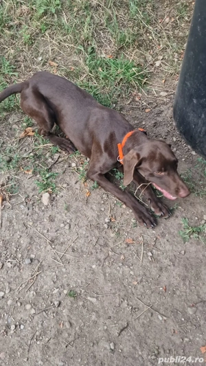 Mascul brac german - imagine 4 Mascul brac german - imagine 4