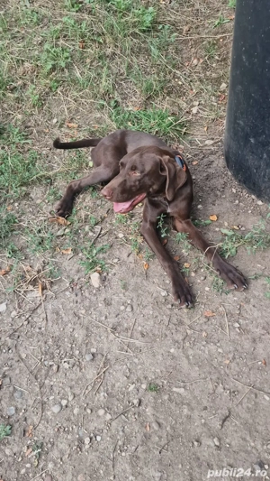 Mascul brac german - imagine 3 Mascul brac german - imagine 3