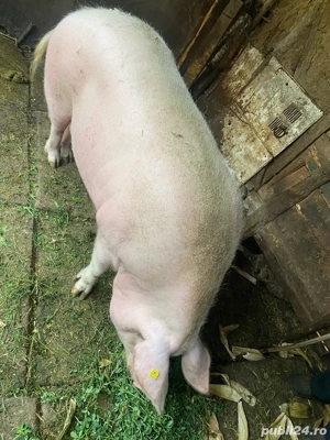 Porc de vanzare - imagine 4