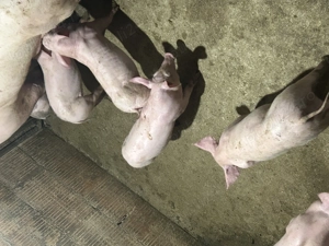 Vând purcei de carne deparazitați și castrați  - imagine 3