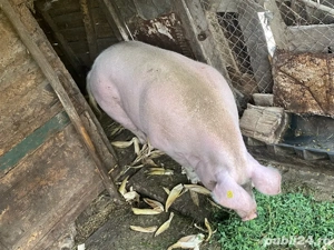 Porc de vanzare - imagine 2