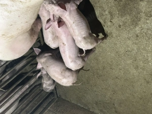 Vând purcei de carne deparazitați și castrați  - imagine 4