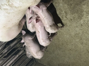 Vând purcei de carne deparazitați și castrați  - imagine 5