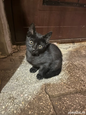 Motan bombay - imagine 3 Motan bombay - imagine 3