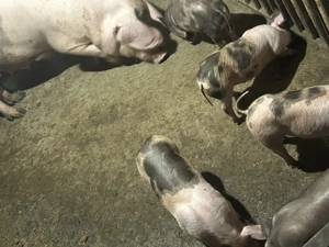 Vând purcei de carne deparazitați și castrați  - imagine 2