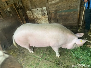 Porc de vanzare