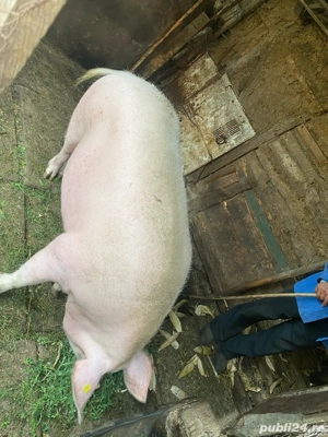 Porc de vanzare - imagine 3