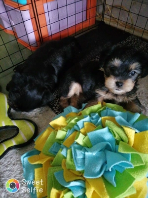 Bichon havanez 2 luni - imagine 5 Bichon havanez 2 luni - imagine 5