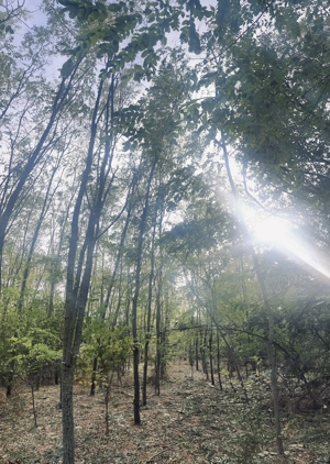 Teren intravilan în comuna Mârzănești,județ Teleorman cu heleșteu și pădure, - imagine 10