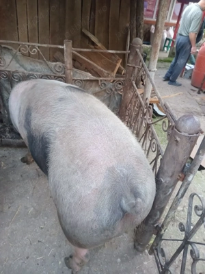 Vand porc pietrain crescut natural