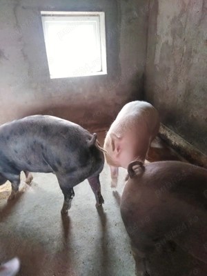 Porci crescuți natural - imagine 2