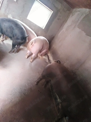 Porci crescuți natural