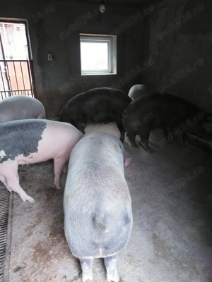 Porci crescuți natural - imagine 3