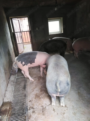 Porci crescuți natural - imagine 4