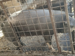  porci si purcei  - imagine 2