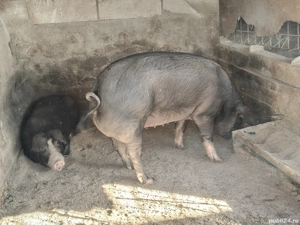  porci si purcei  - imagine 4