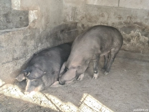  porci si purcei  - imagine 3