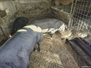  porci si purcei  - imagine 5