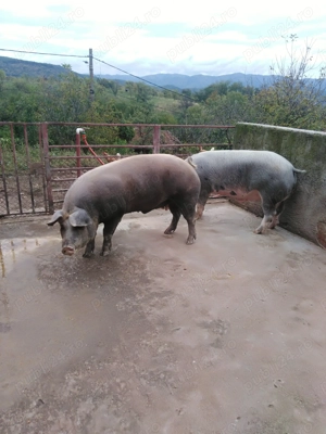 Porci crescuți natural - imagine 5