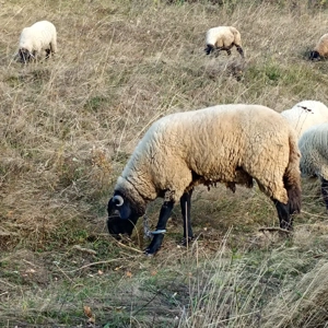 Vand Oi suffolk, metis