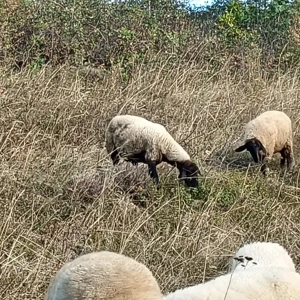 Vand Oi suffolk, metis - imagine 2