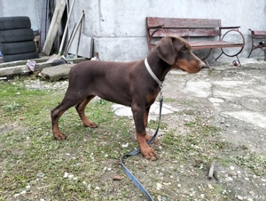 Vând femele doberman  - imagine 4