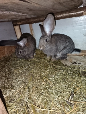 Vand doua femele urias german 