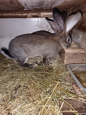 Vand doua femele urias german  - imagine 3 Vand doua femele urias german  - imagine 3