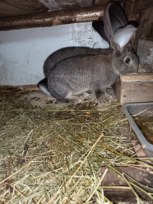 Vand doua femele urias german  - imagine 2 Vand doua femele urias german  - imagine 2