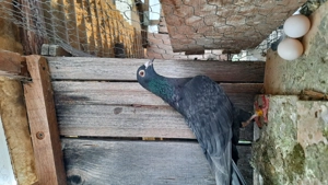 Porumbei voiajori culori rare,cu pedigree - imagine 2