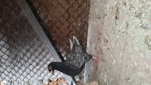 Porumbei voiajori culori rare,cu pedigree - imagine 3
